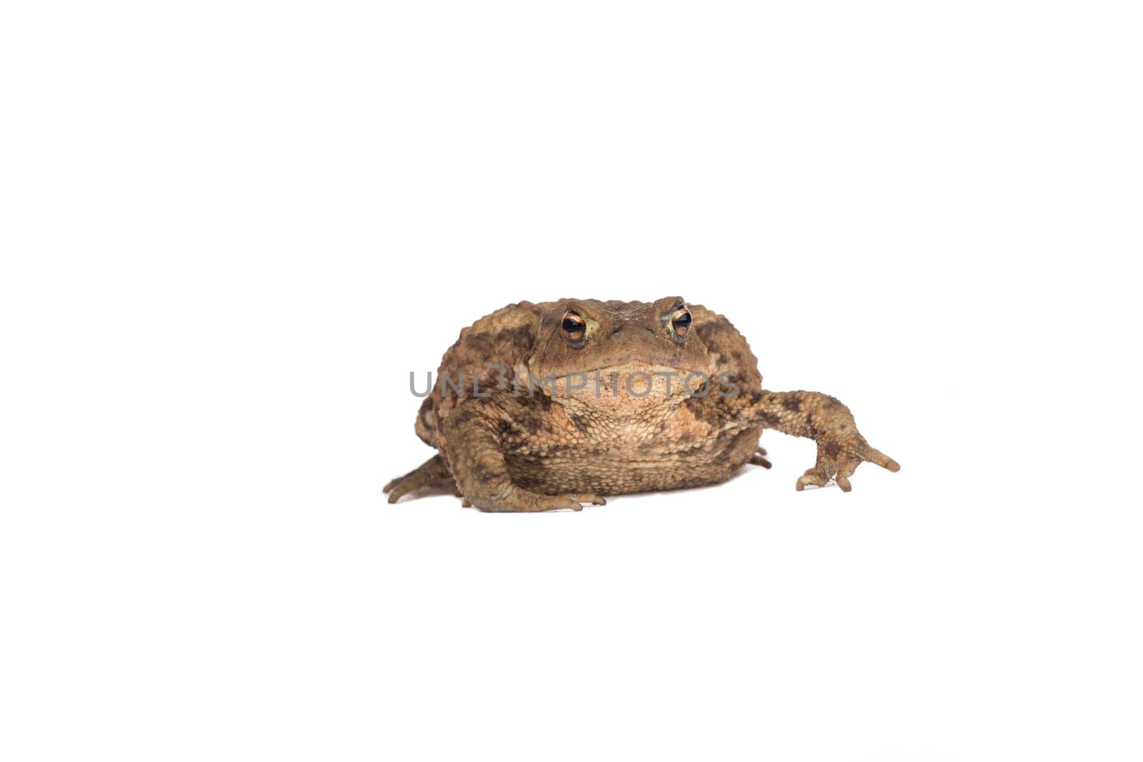 Hoptoad isolated on white background
