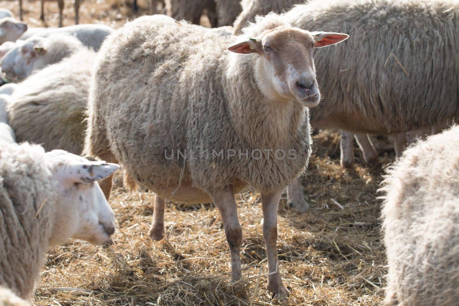 Sheep, standing