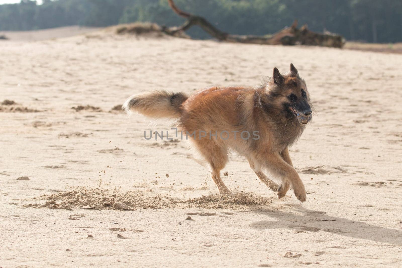 Belgian Shepherd Dog, with ball in sand