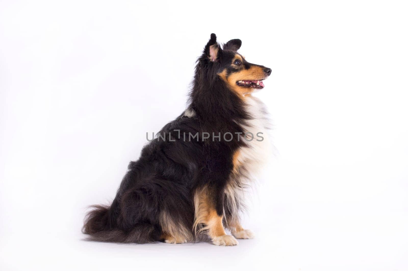 Shetland Sheepdog, sitting isolated on white studio background