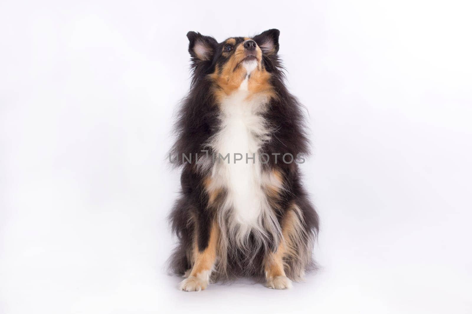 Shetland Sheepdog, sitting, looking up, isolated on white background