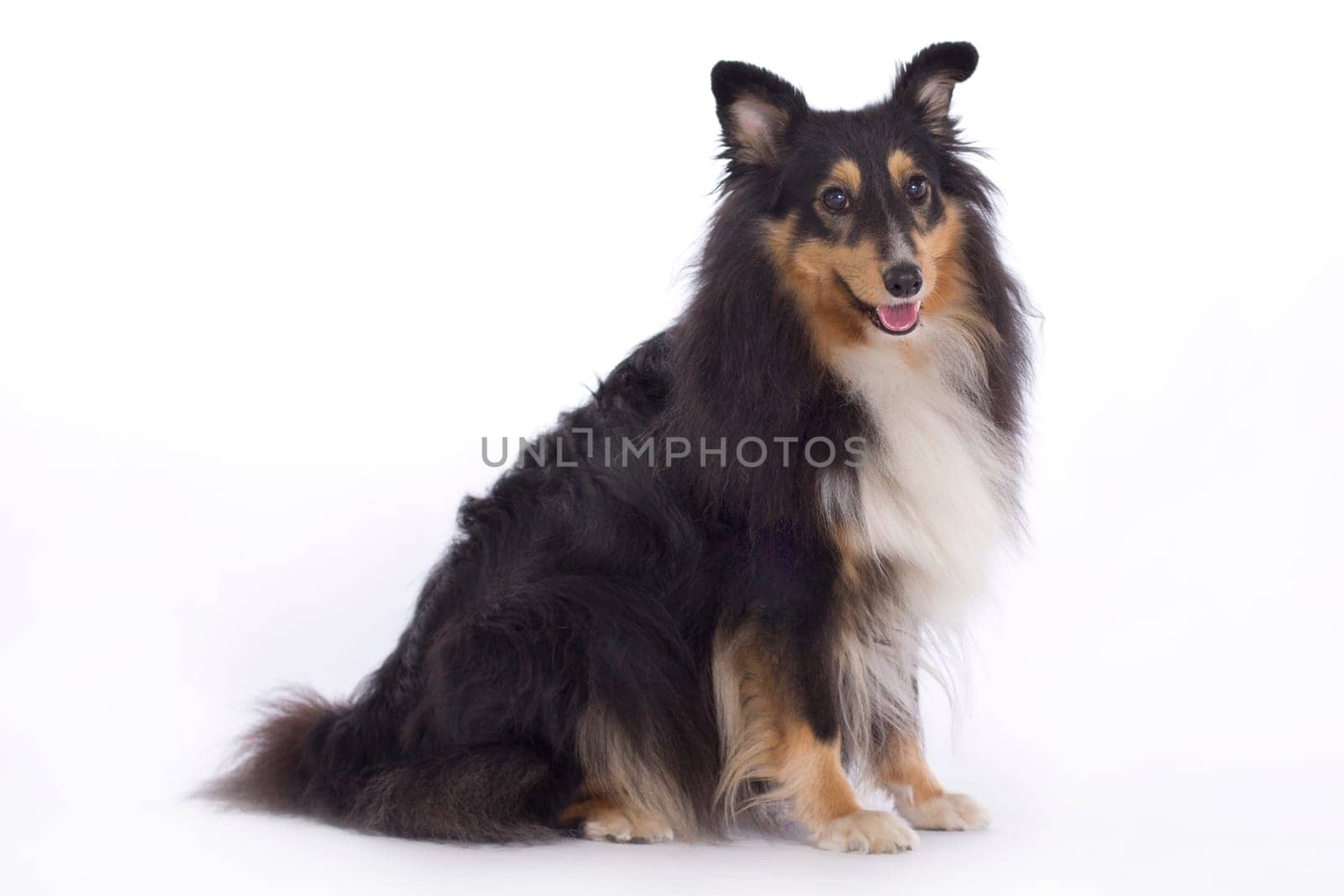 Shetland Sheepdog, standing isolated on white studio background