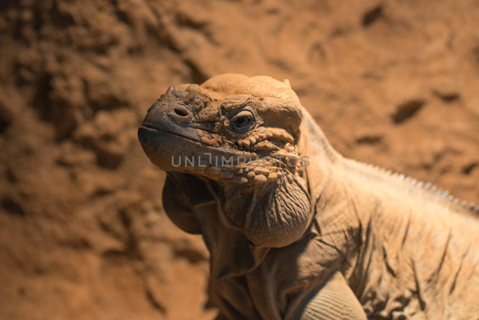headshot of rhinocerous iguana  rock iguana