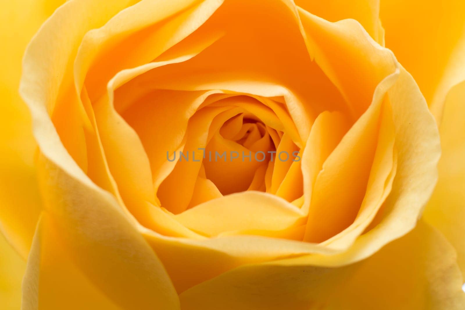 Macro of a yellow rose