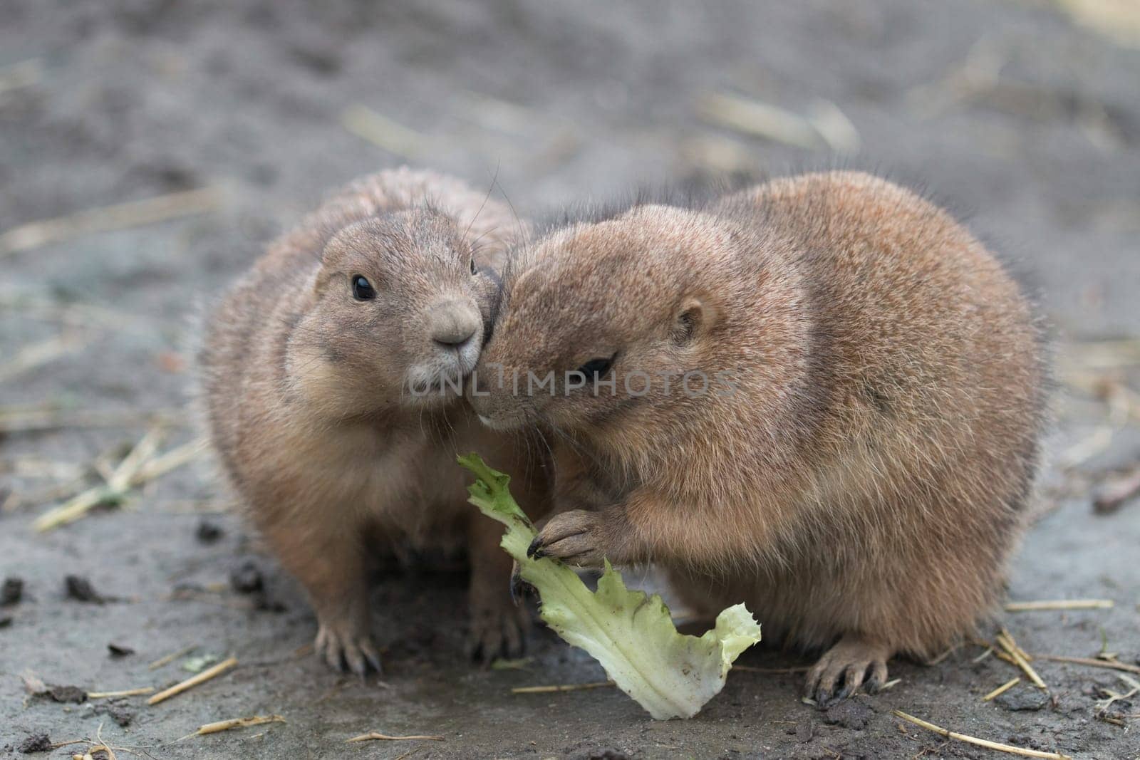 Two prairy dogs eating