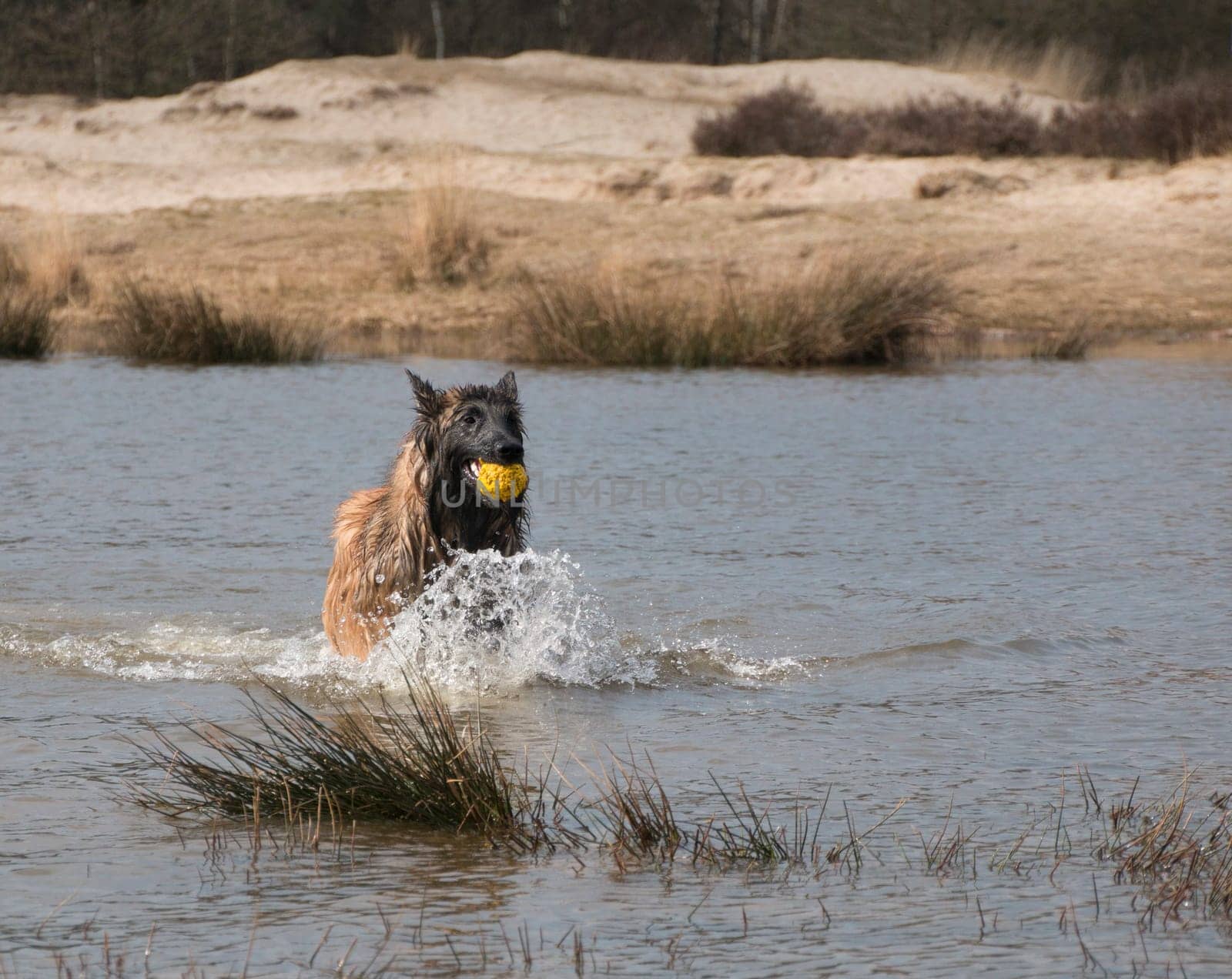 Dog running in the water with a ball
