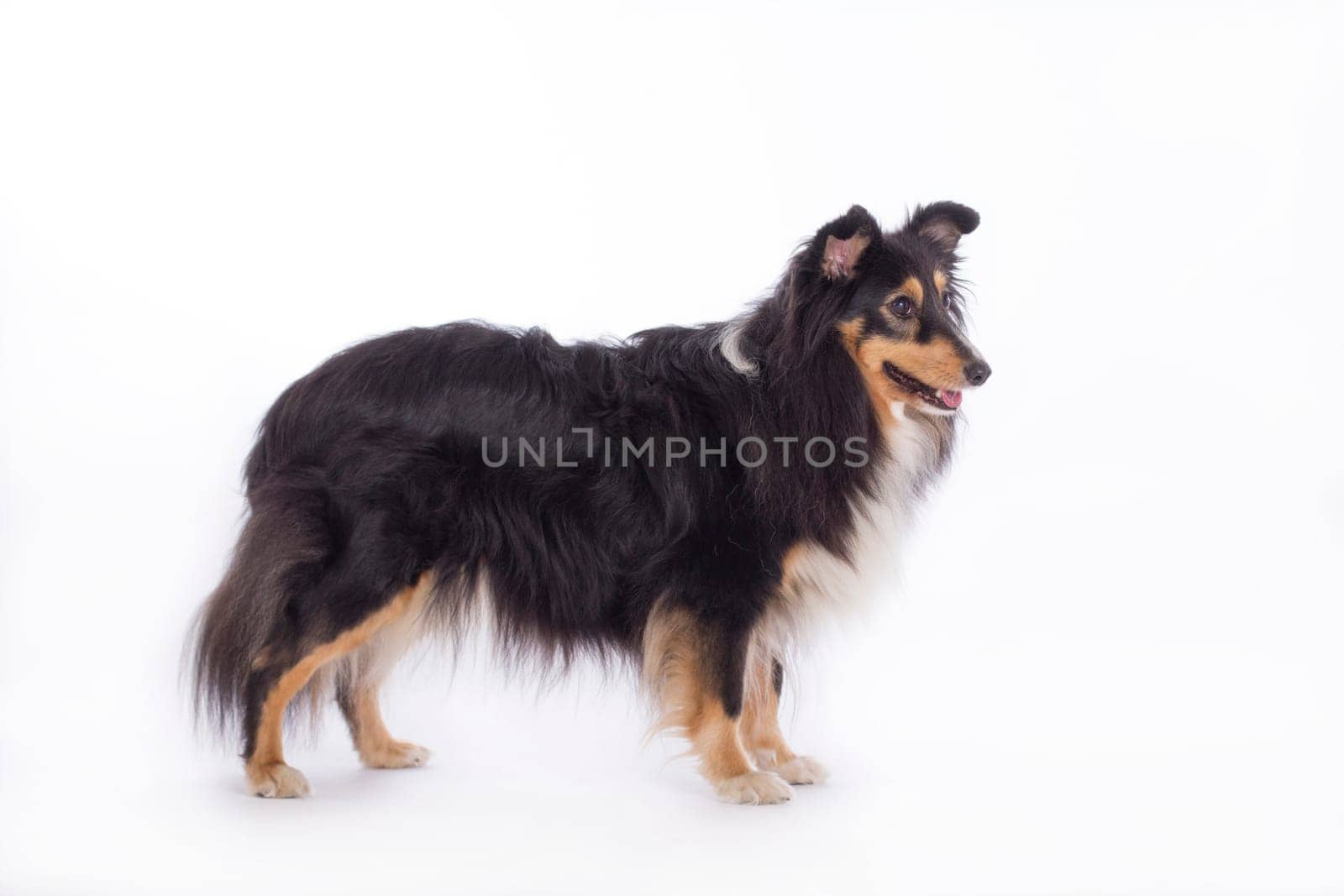 Shetland Sheepdog, standing isolated on white studio background
