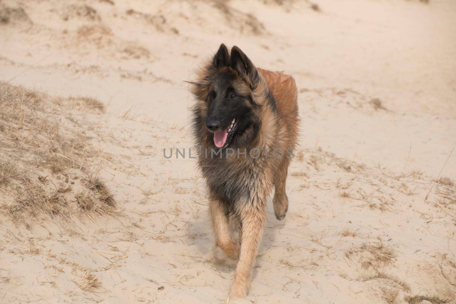 Belgian Shepherd Tervuren dog in the sand