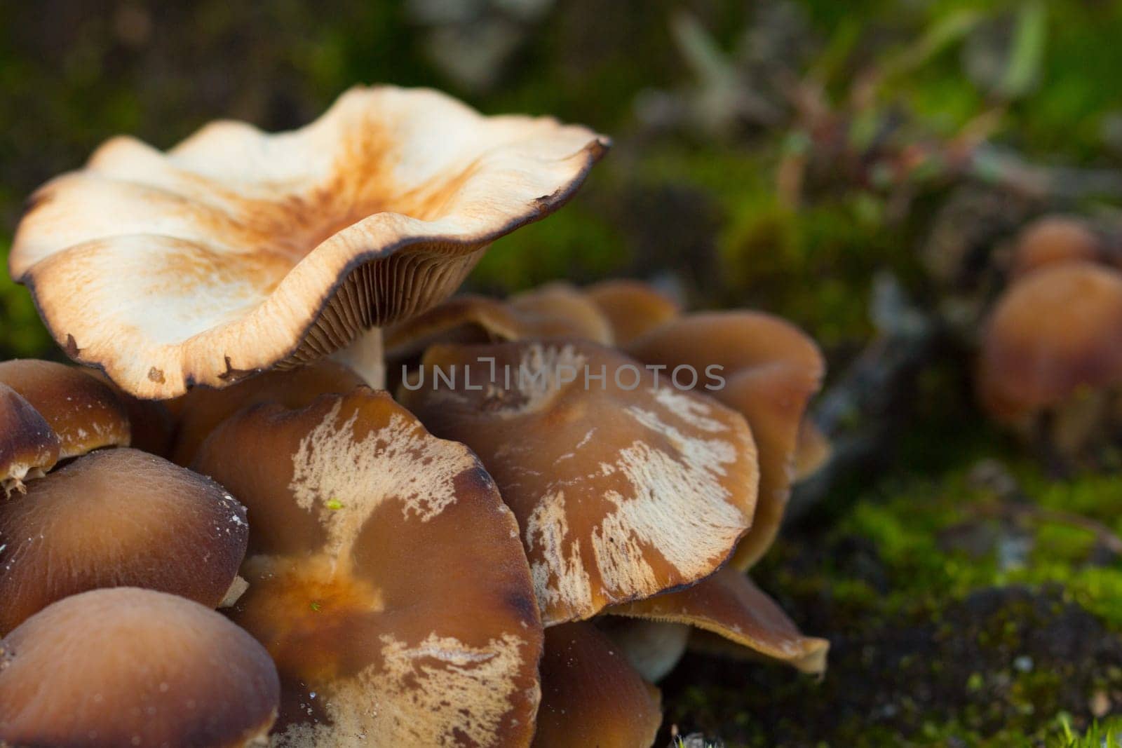 mushroom, closeup, macro