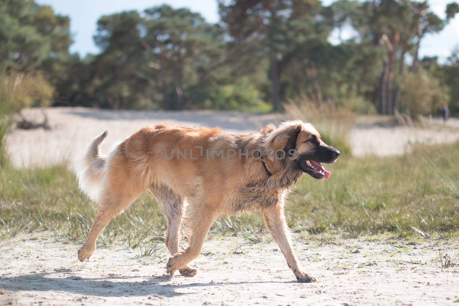 Dog running on sand