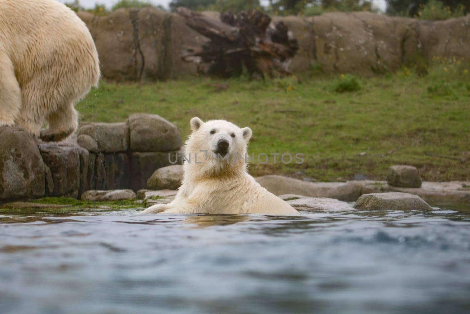 Polar bear in water