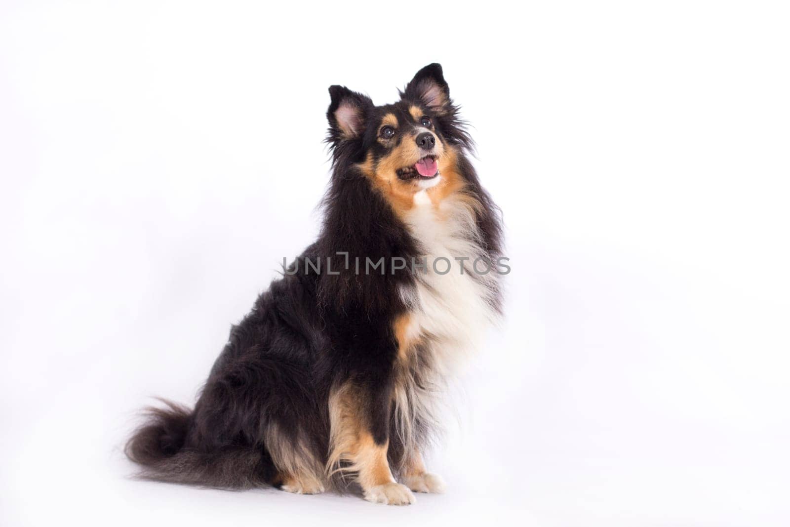 Shetland Sheepdog, sitting isolated on white background