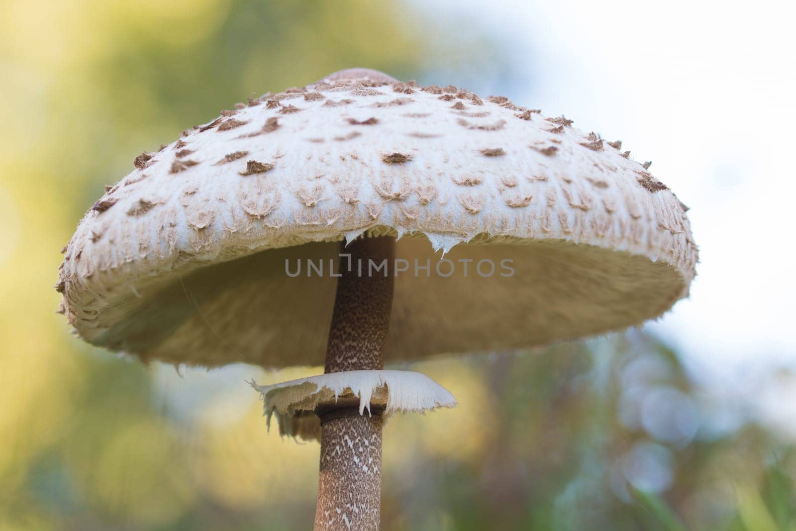 mushroom, closeup, macro