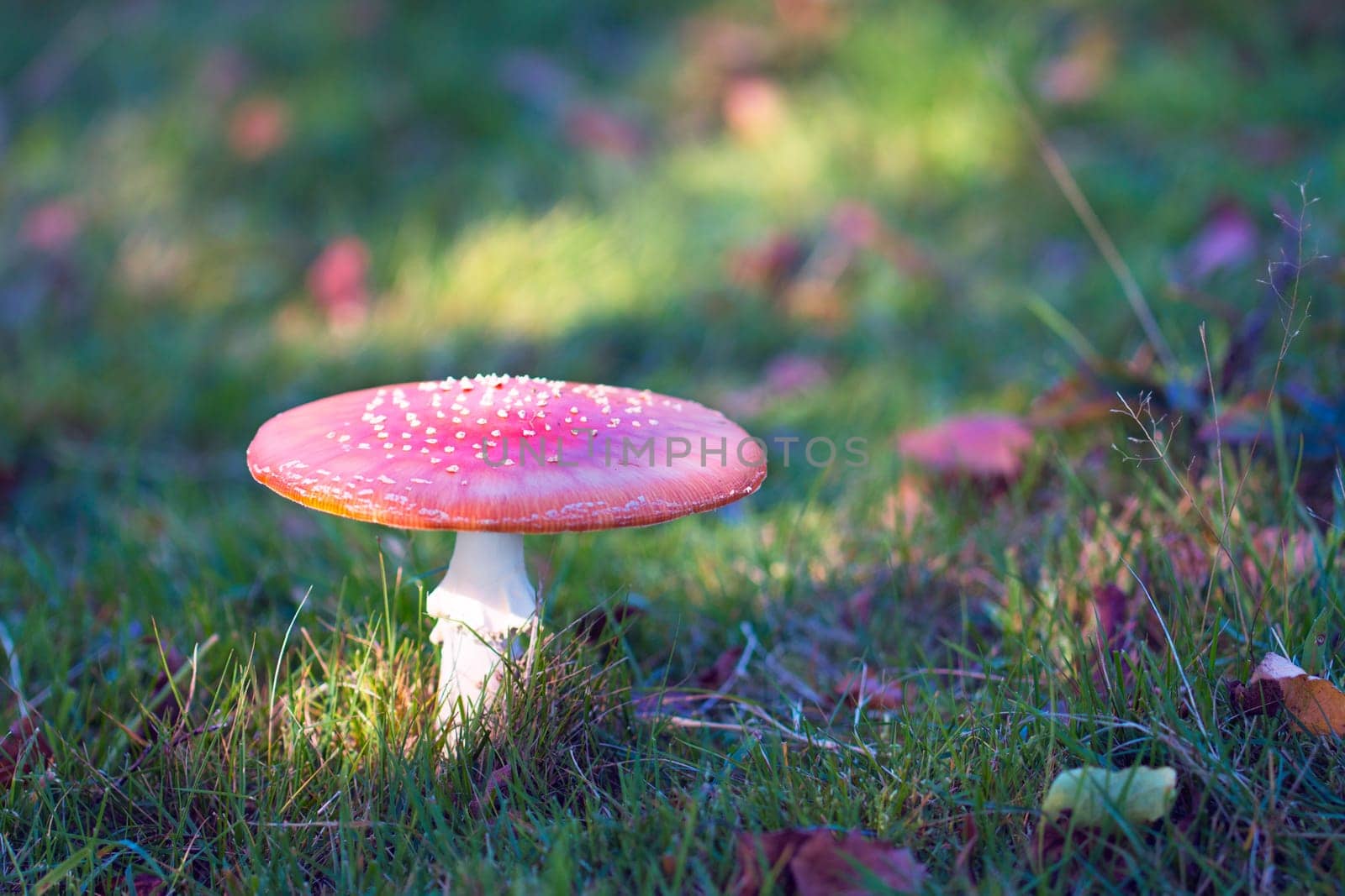 Fly agaric mushroom