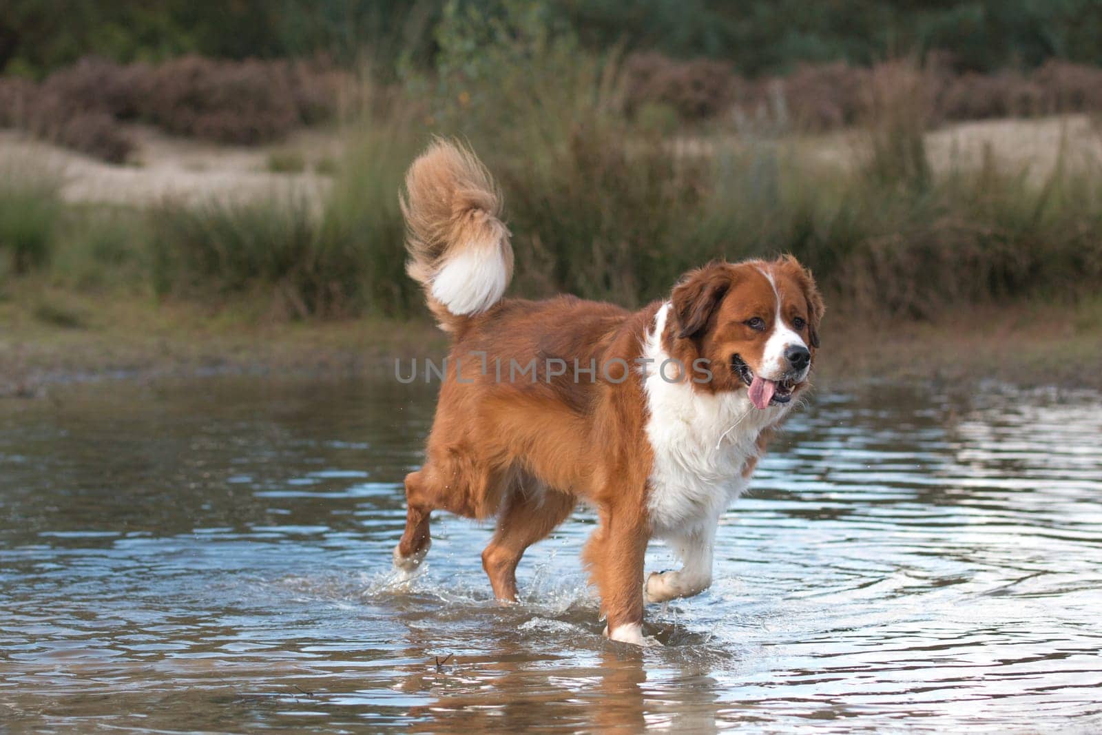 dog running in the water