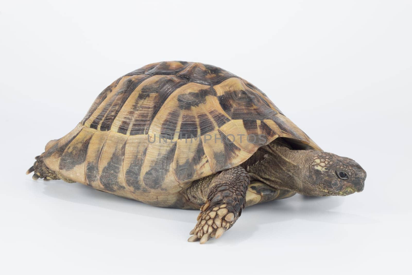 Greek land tortoise, Testudo Hermanni