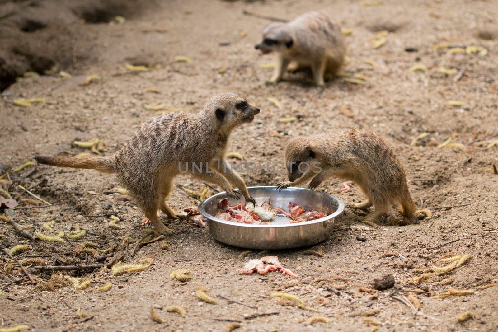 Meerkats eating chicks