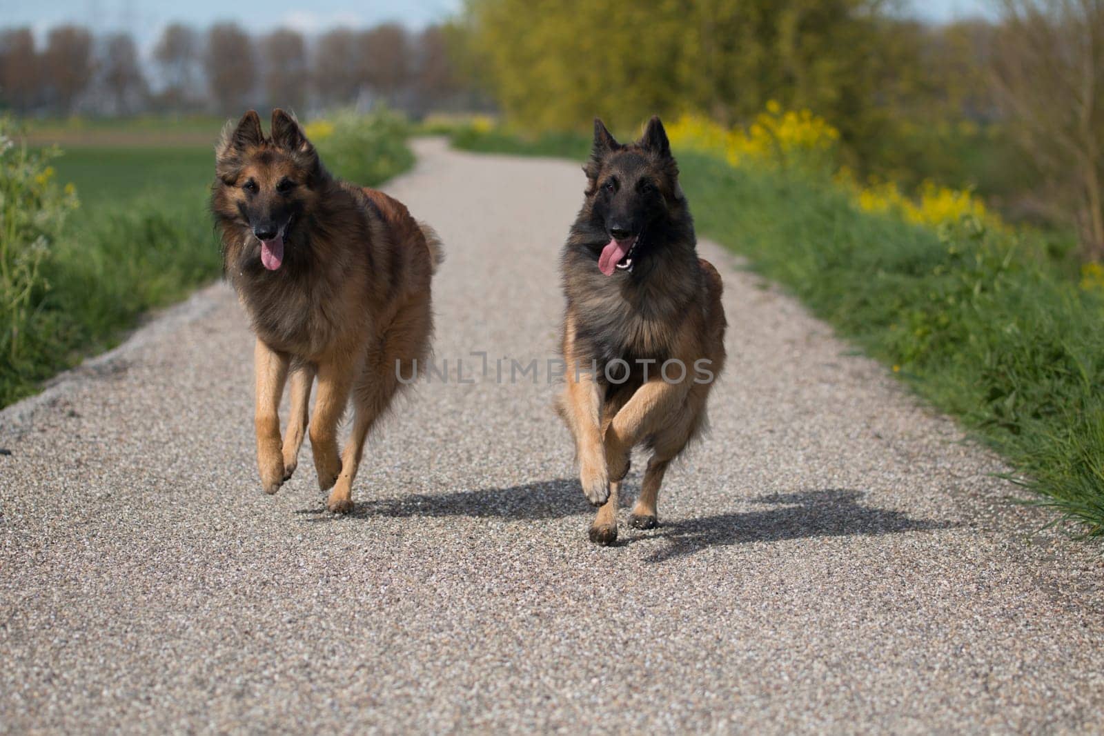 Two Belgian Shepherd Tervuren dogs running outside