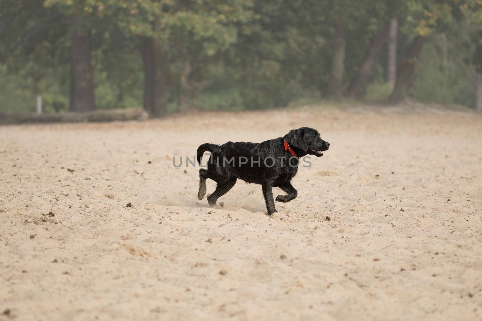 Dog, black Labrador retriever, running in sand