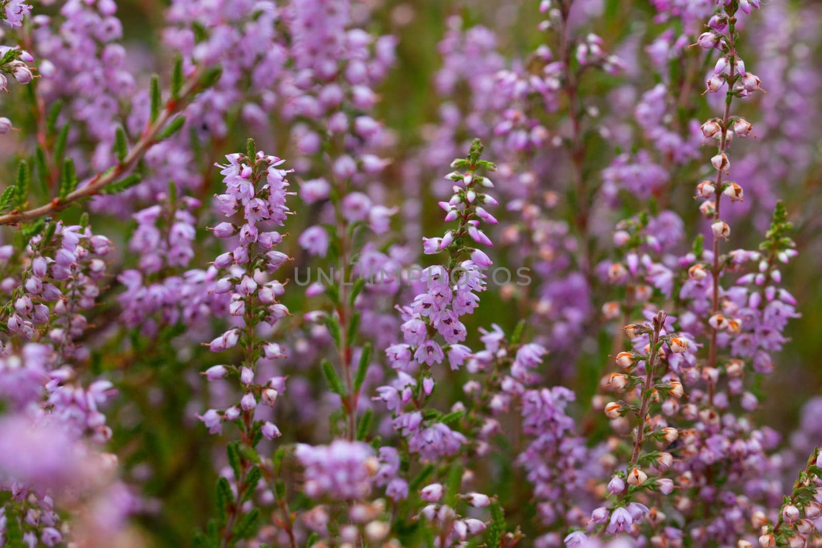 Heath, macro, close up