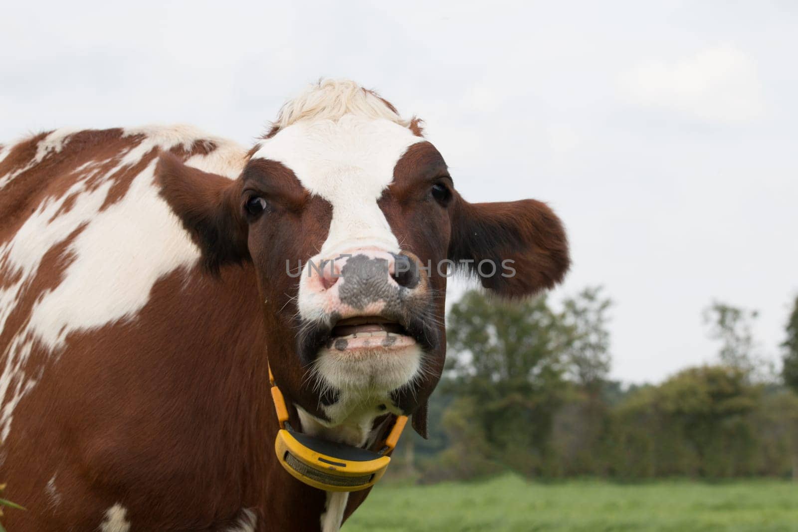 closeup of cow