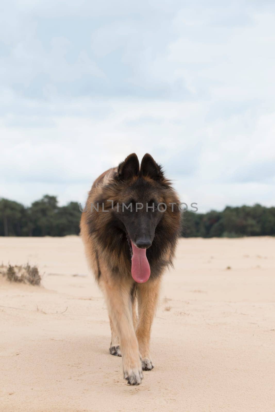 Dog, Belgian Shepherd Tervuren, walking on sand to camera, blue cloudy sky