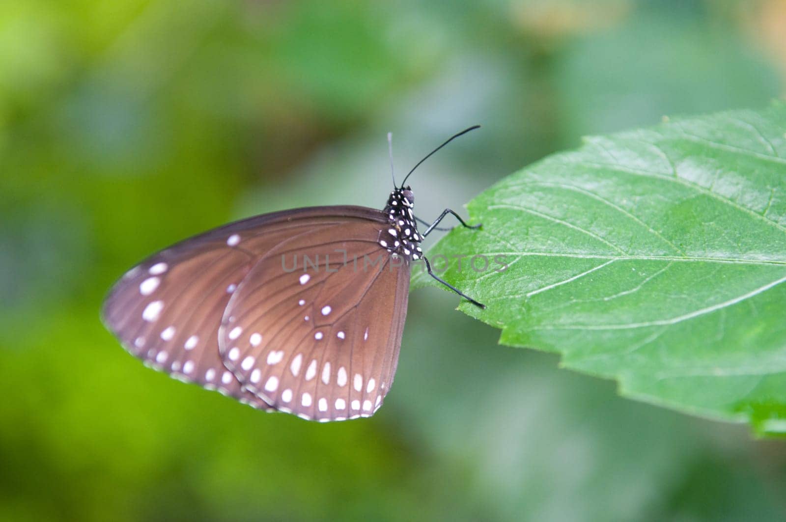 Beautiful butterfly.
