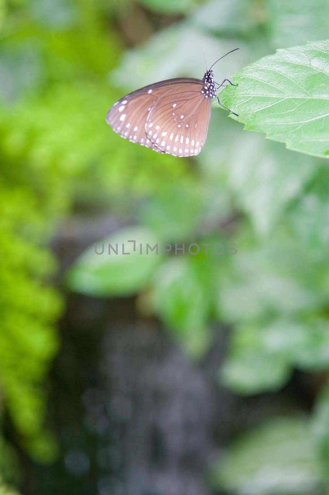 Beautiful butterfly.