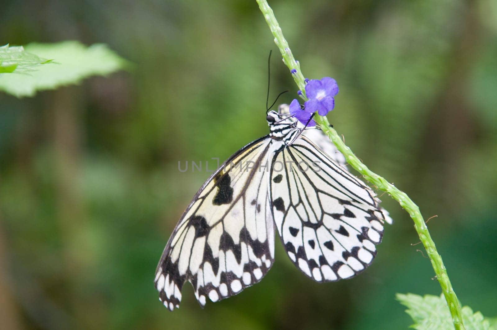 Beautiful butterfly.