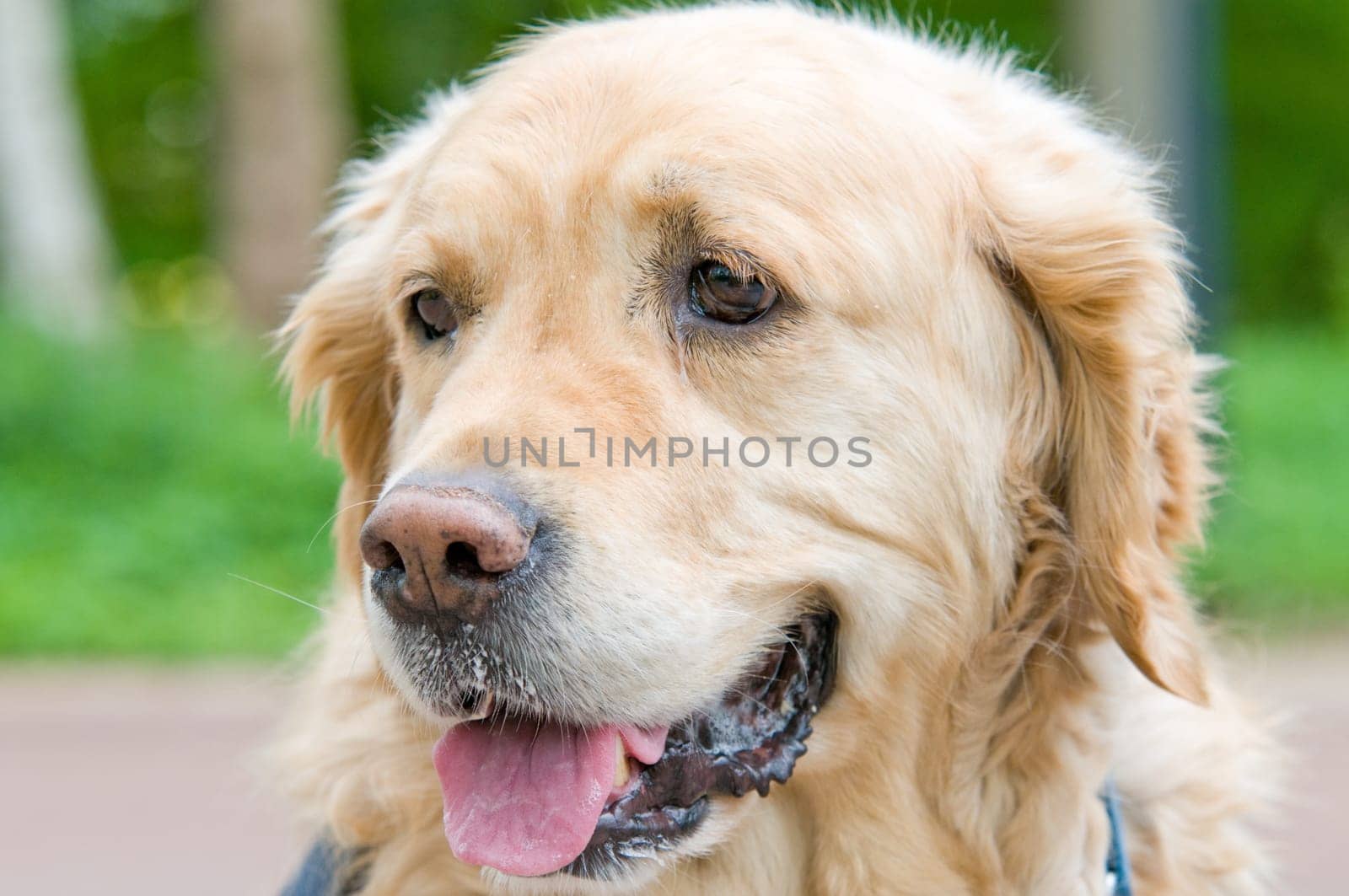 Closeup portrait of a Golden Retriever.