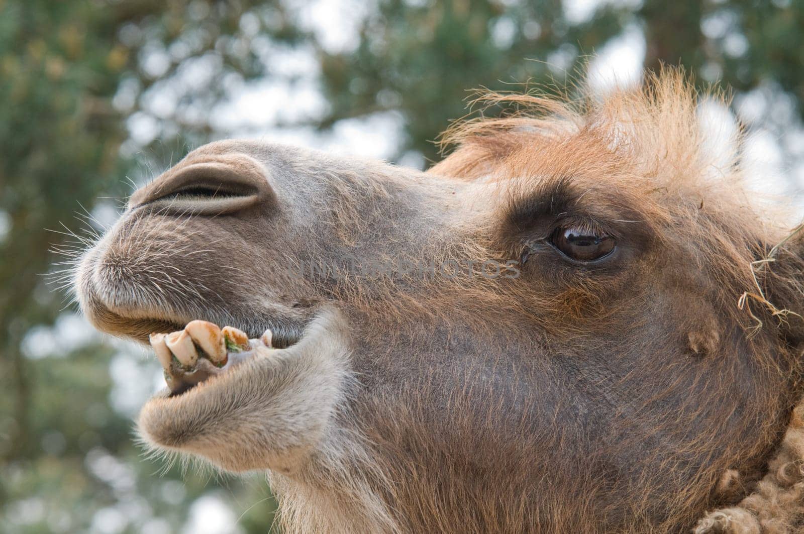The head of a camel looking very intelligent.