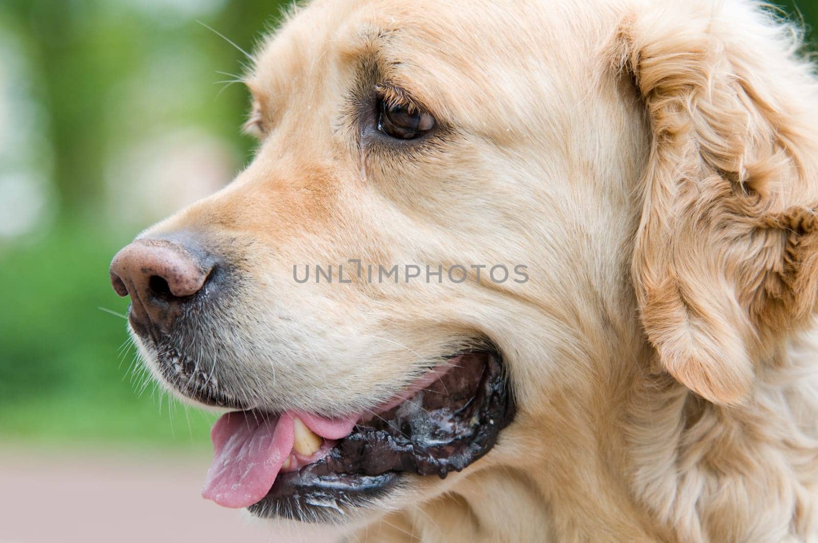 Closeup portrait of a Golden Retriever.