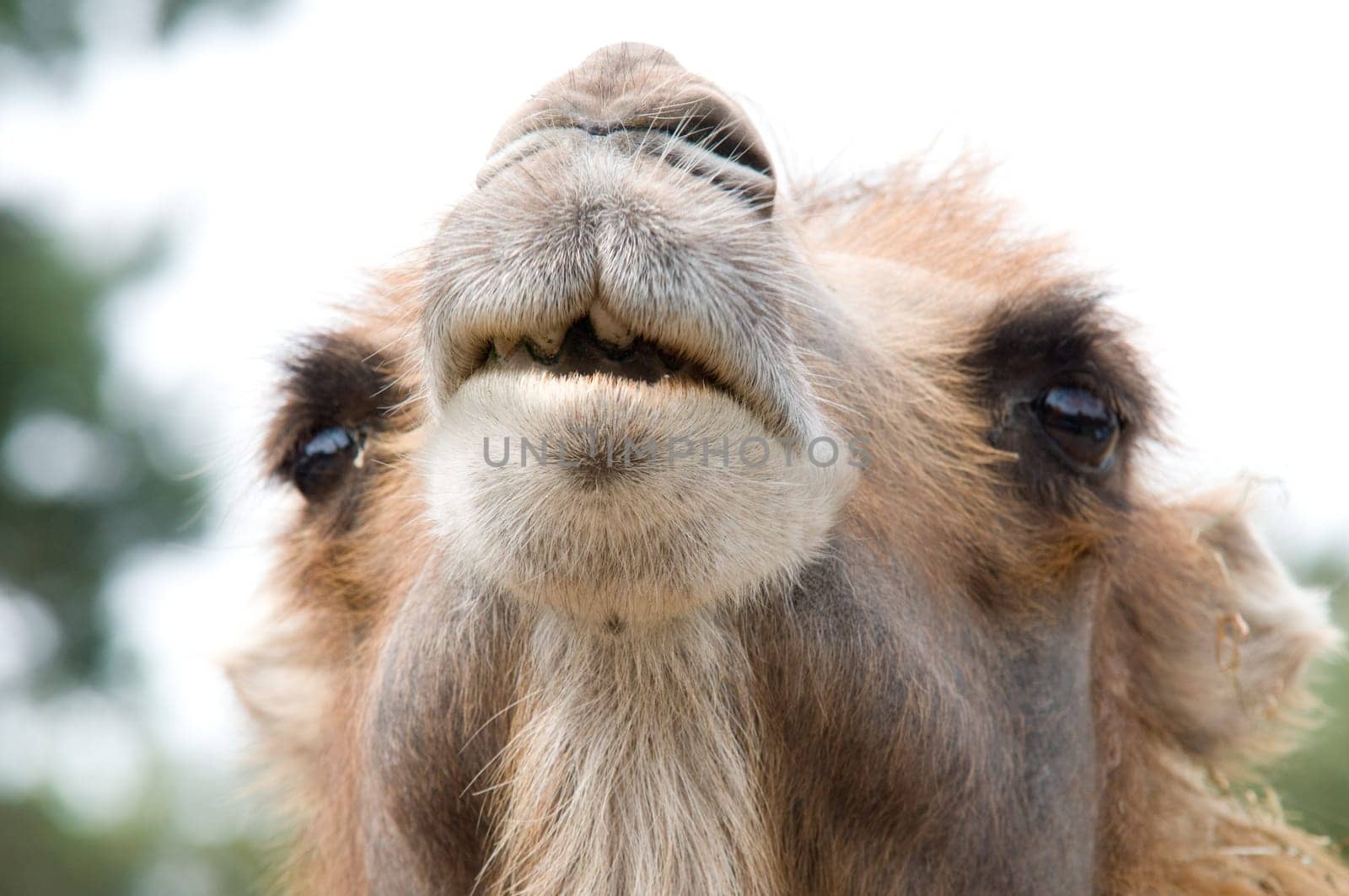 It looks like this camel wants to say to you: "what's up?""."