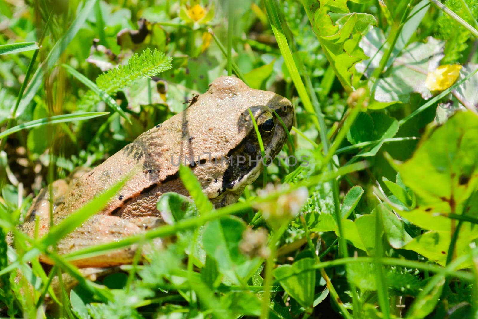 Frog, in search for home, hiding in the grass