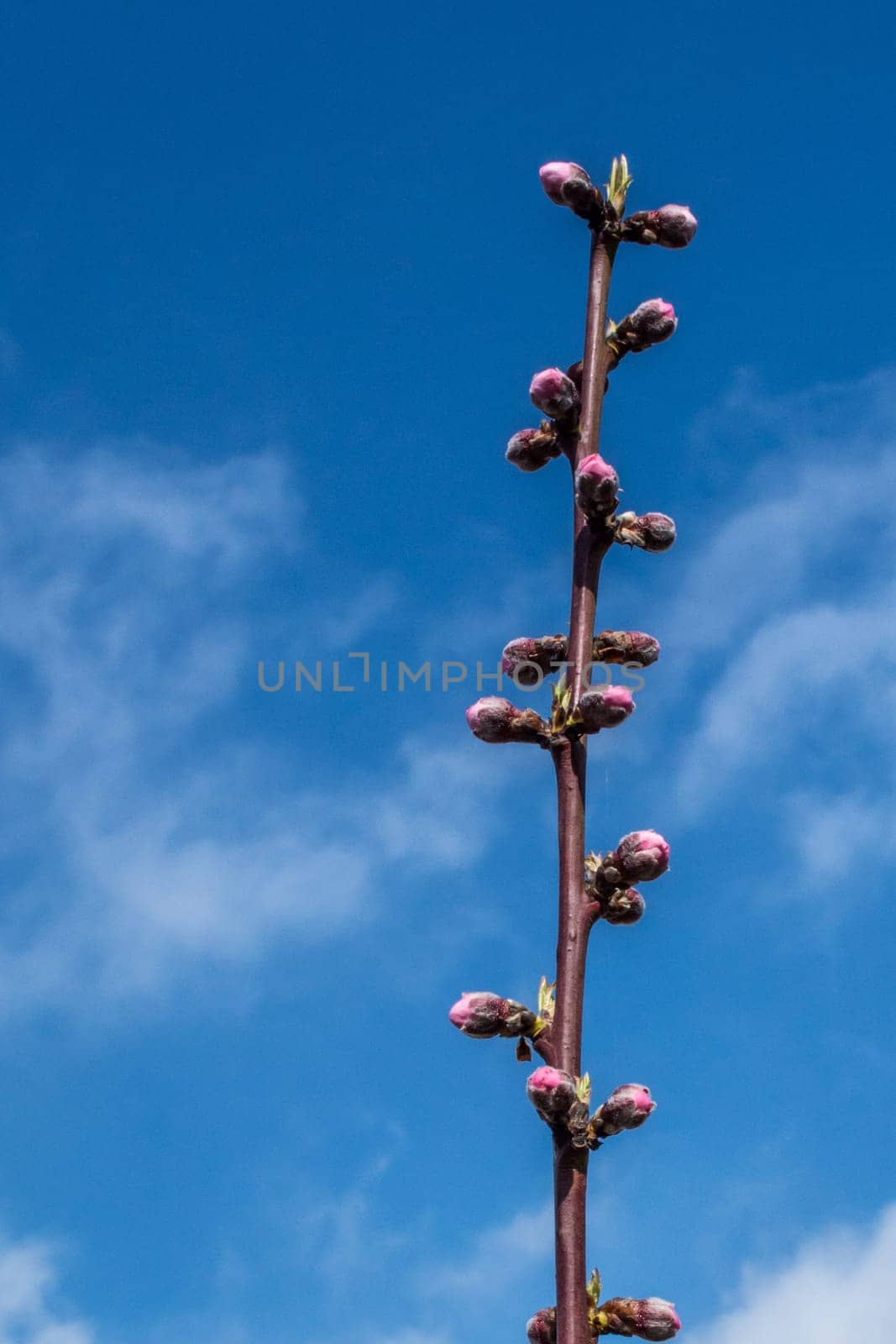 Peach twig with buds in early spring