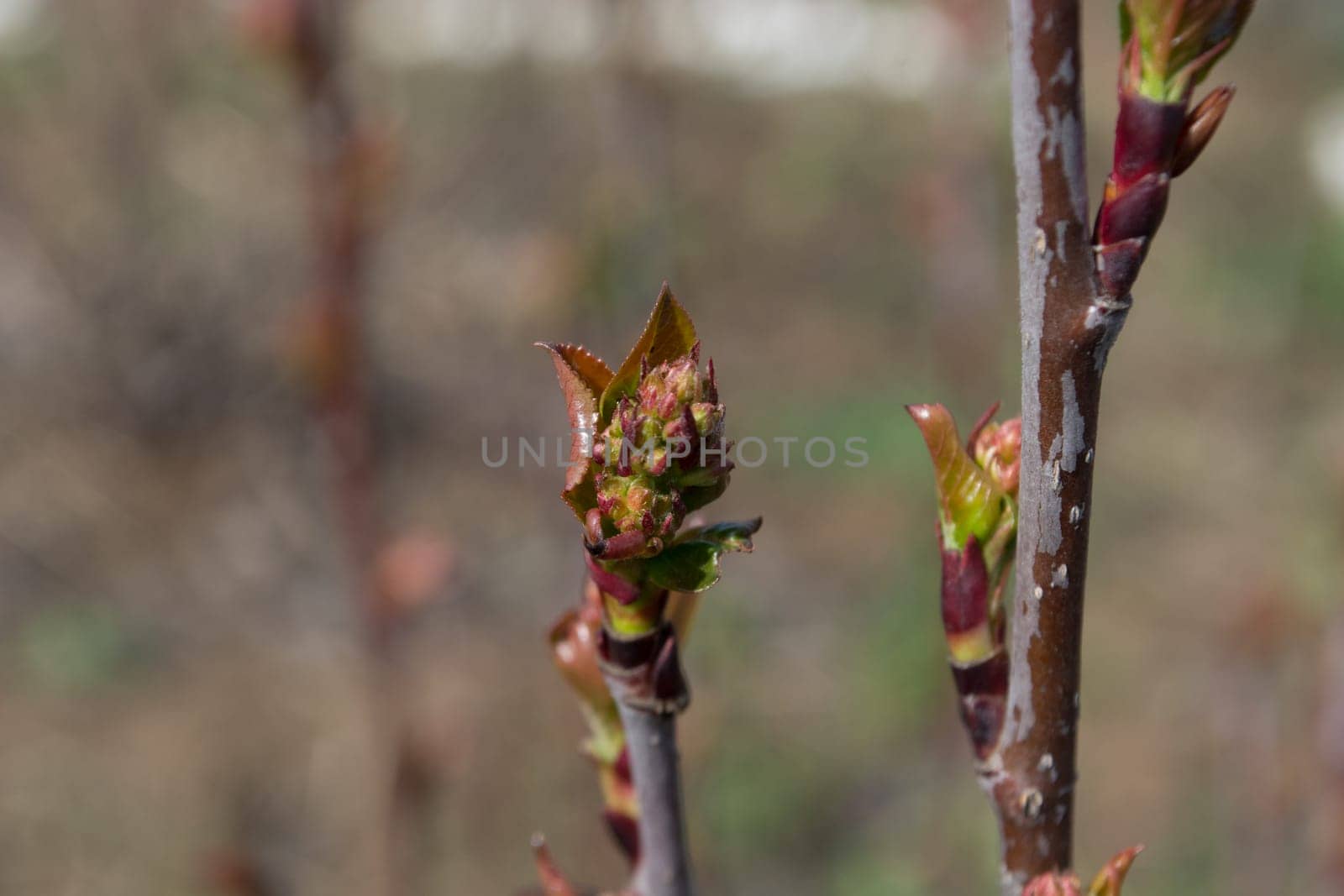 Early spring twig with buds on it