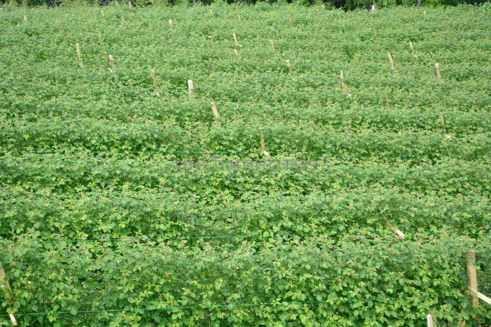 Lots of raspberry rows in the field. Posts visible beetwen rows
