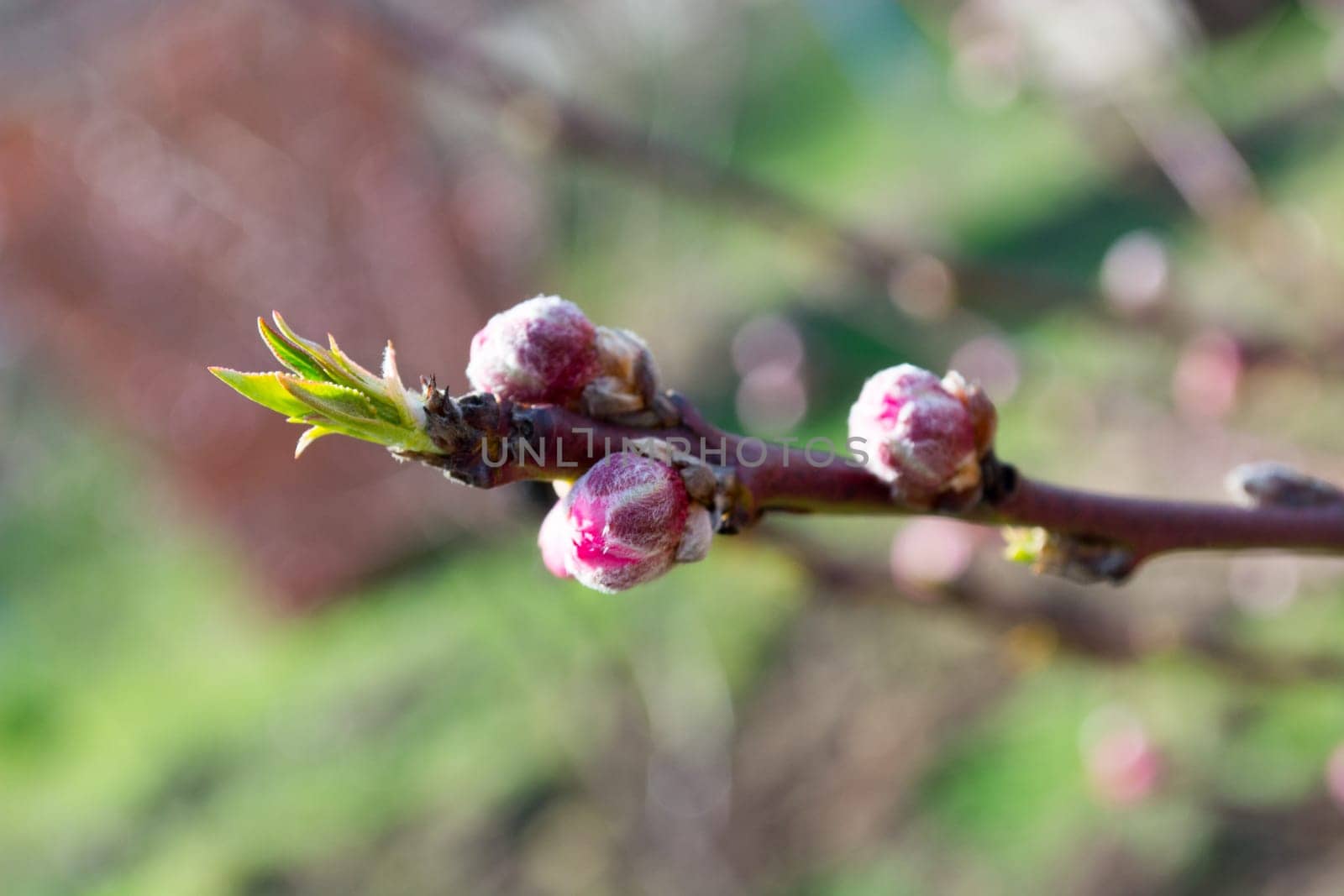 Peach buds in early spring on a twig