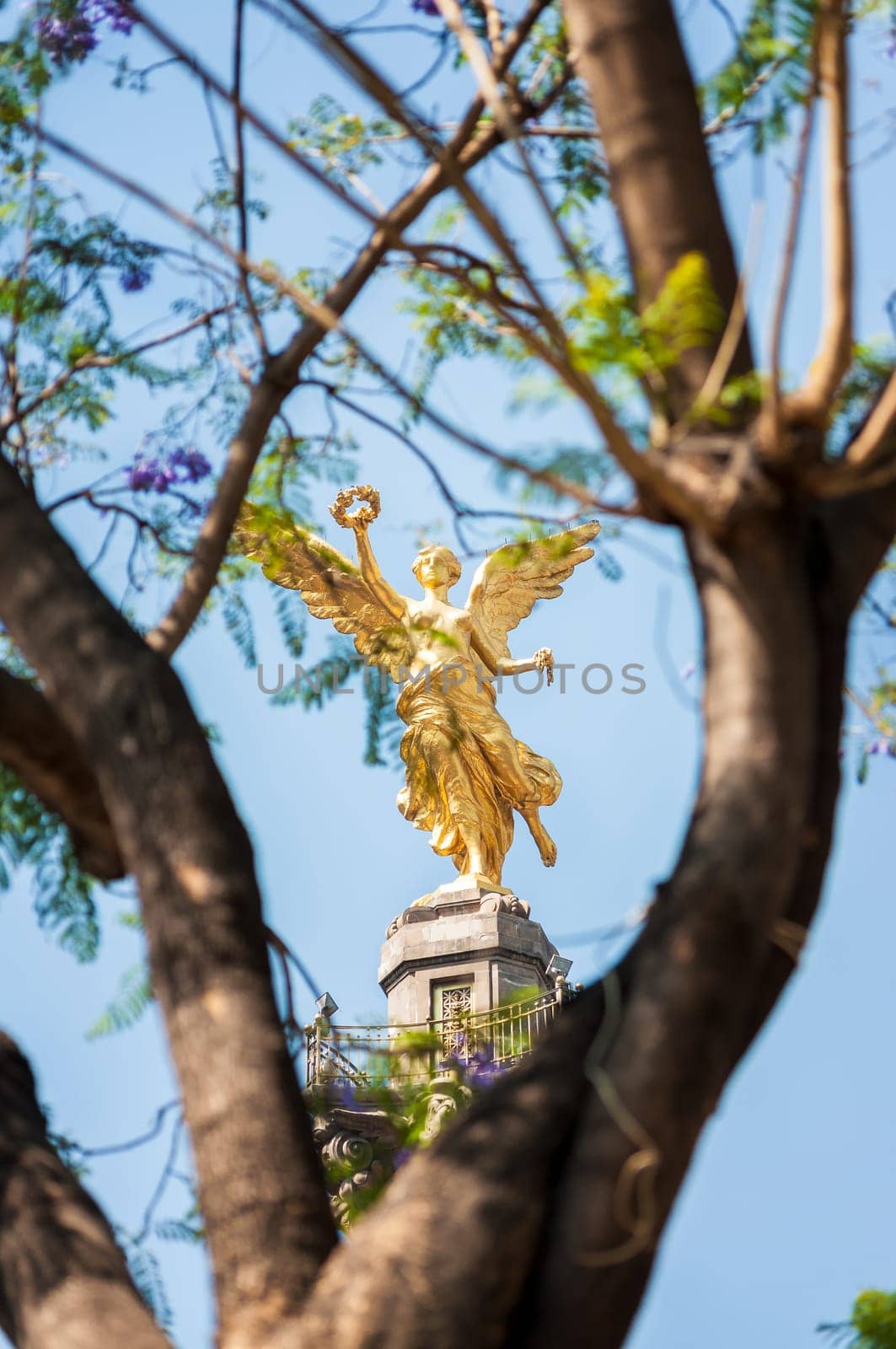 Angel of Independence monument in Mexico City framed by a tree