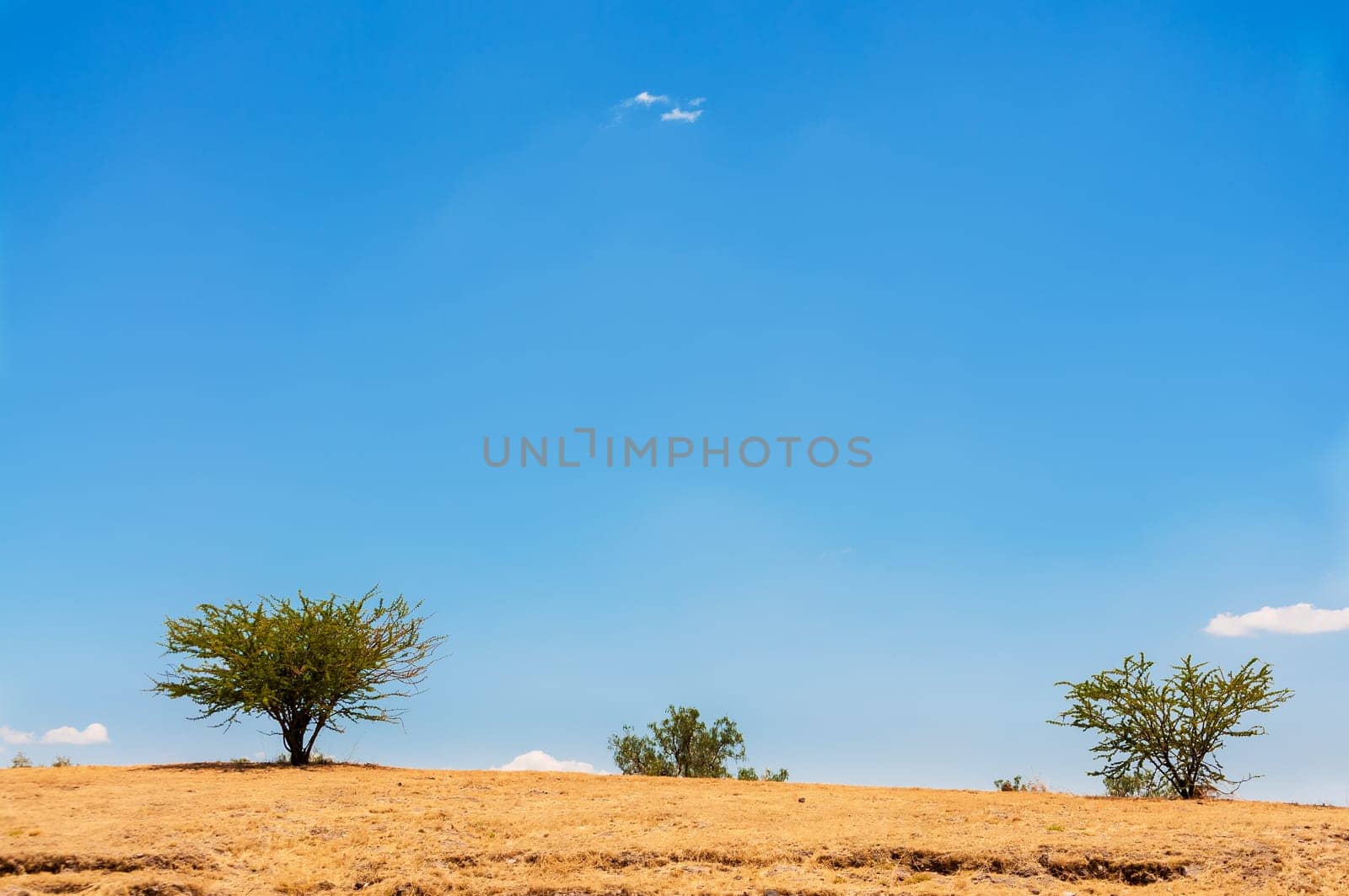 Three trees growing in a barren arid landscape outside of Mexico City, Mexico