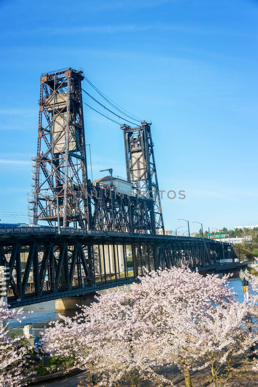 Vertical view of blooming cherry blossoms and the Steel Bridge in Portland, Oregon