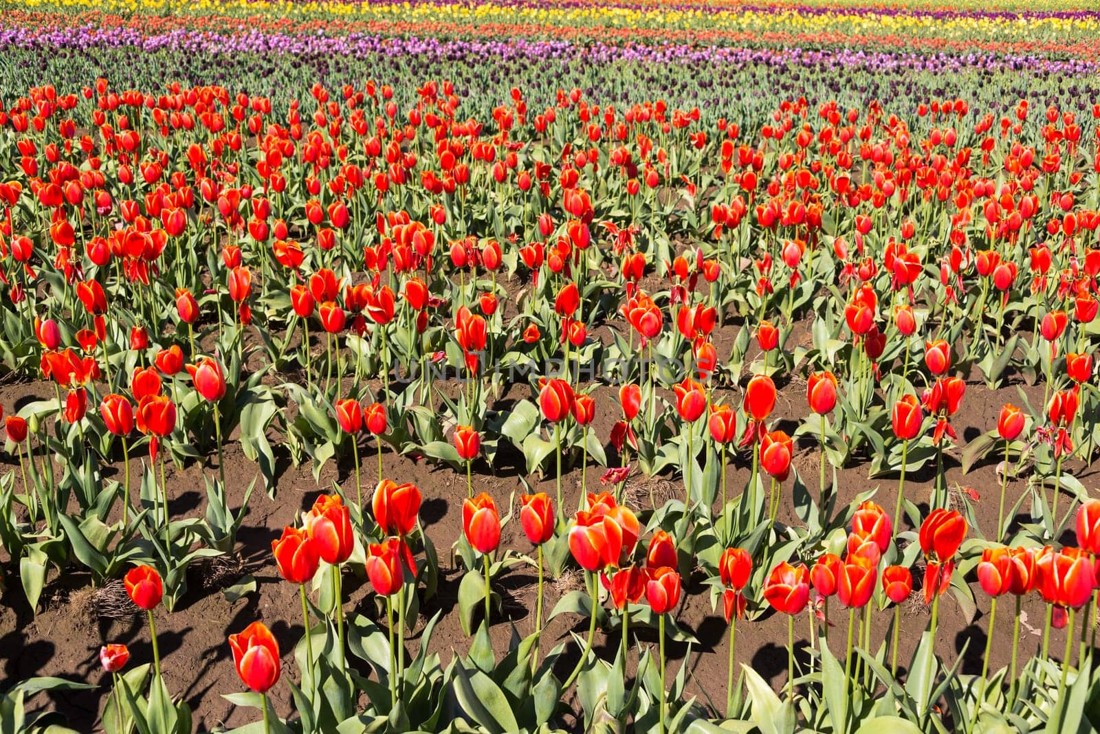 View of a beautiful field of brightly colored tulips in Woodburn, Oregon