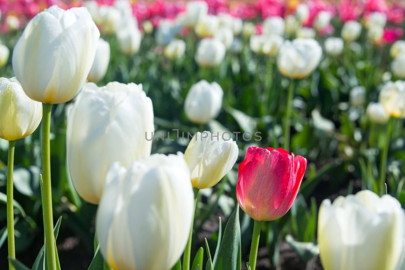 Closeup view of white and red tulips in Woodburn, Oregon
