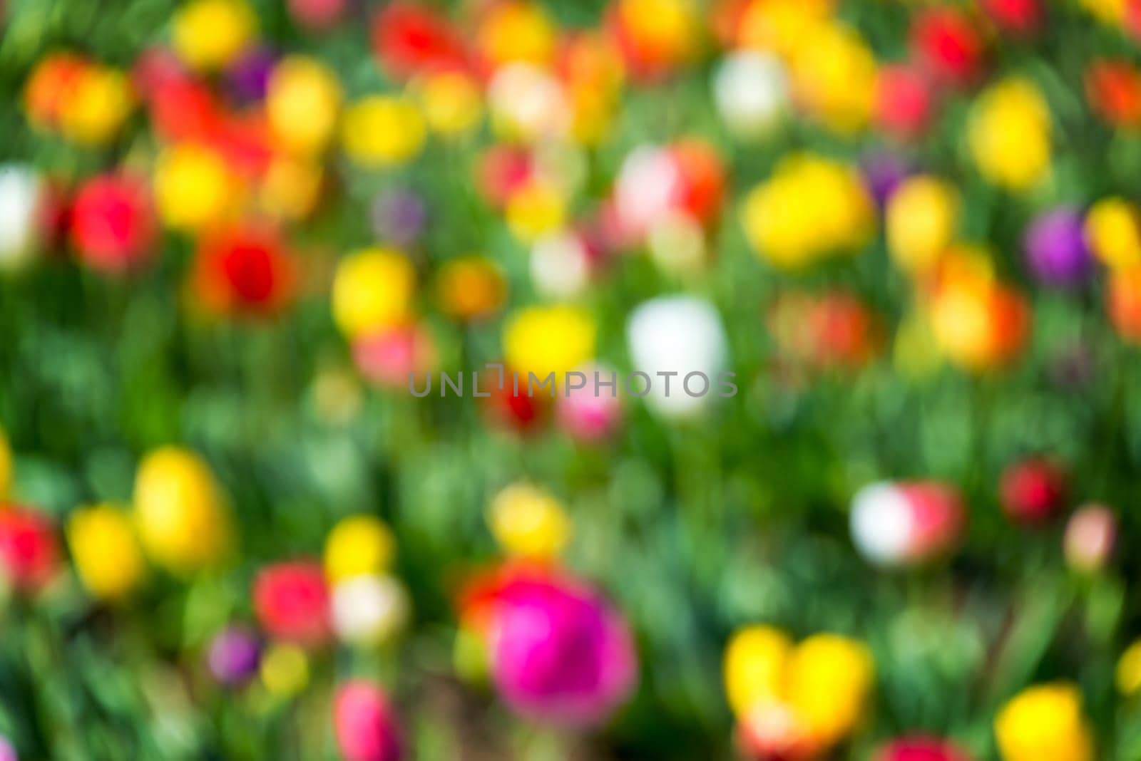 Vibrant and colorful out of focus background of tulips