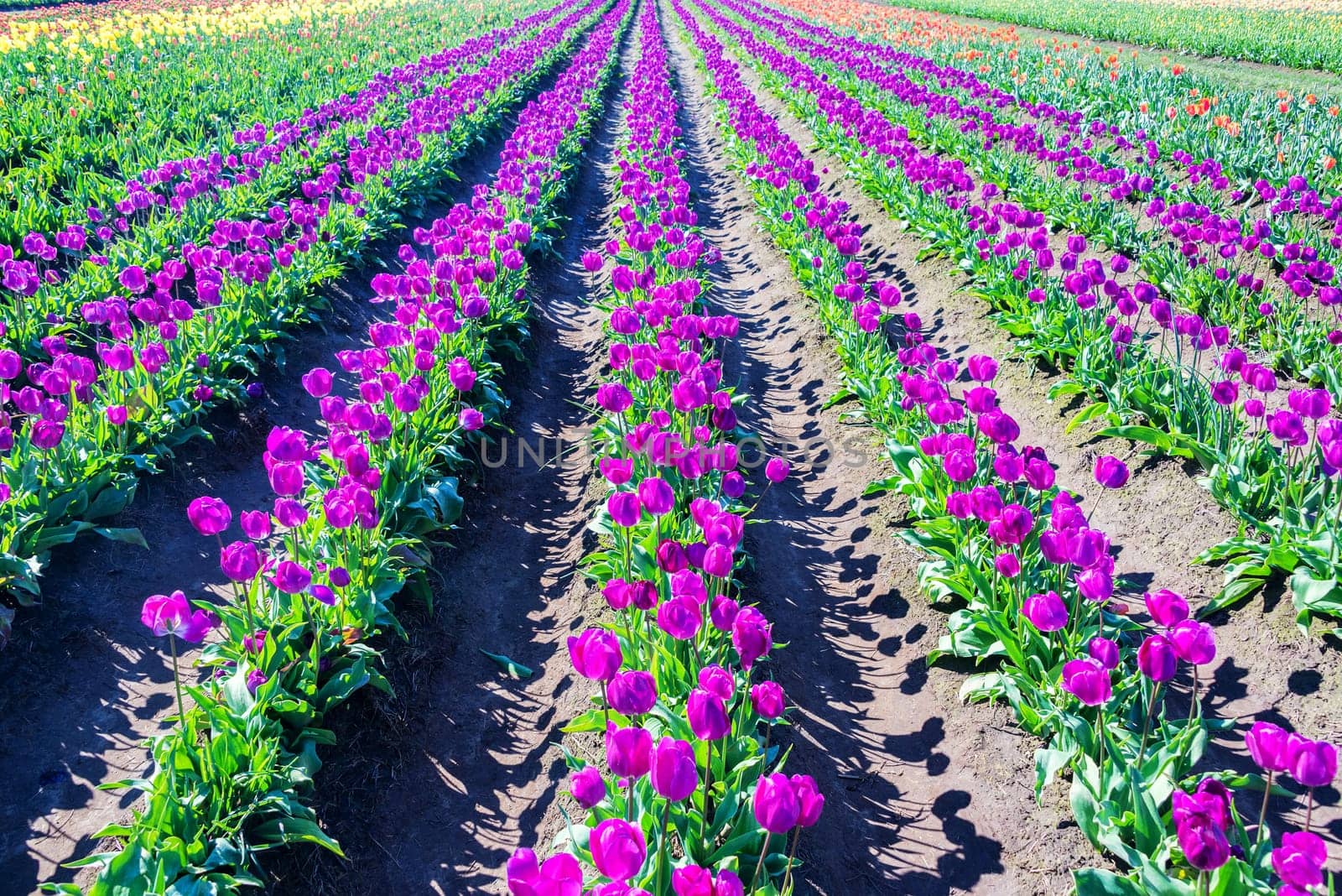 Rows of purple tulips in Woodburn, Oregon