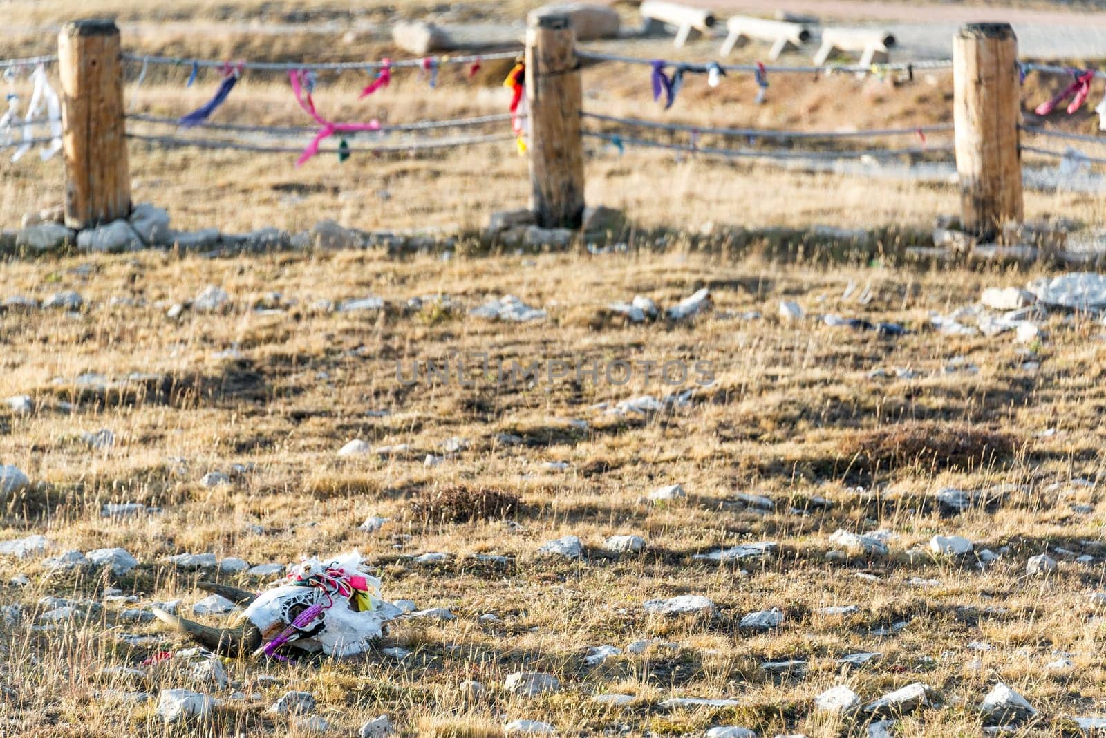 Colorful cow skull at Medicine Wheel National Historic Landmark in Wyoming