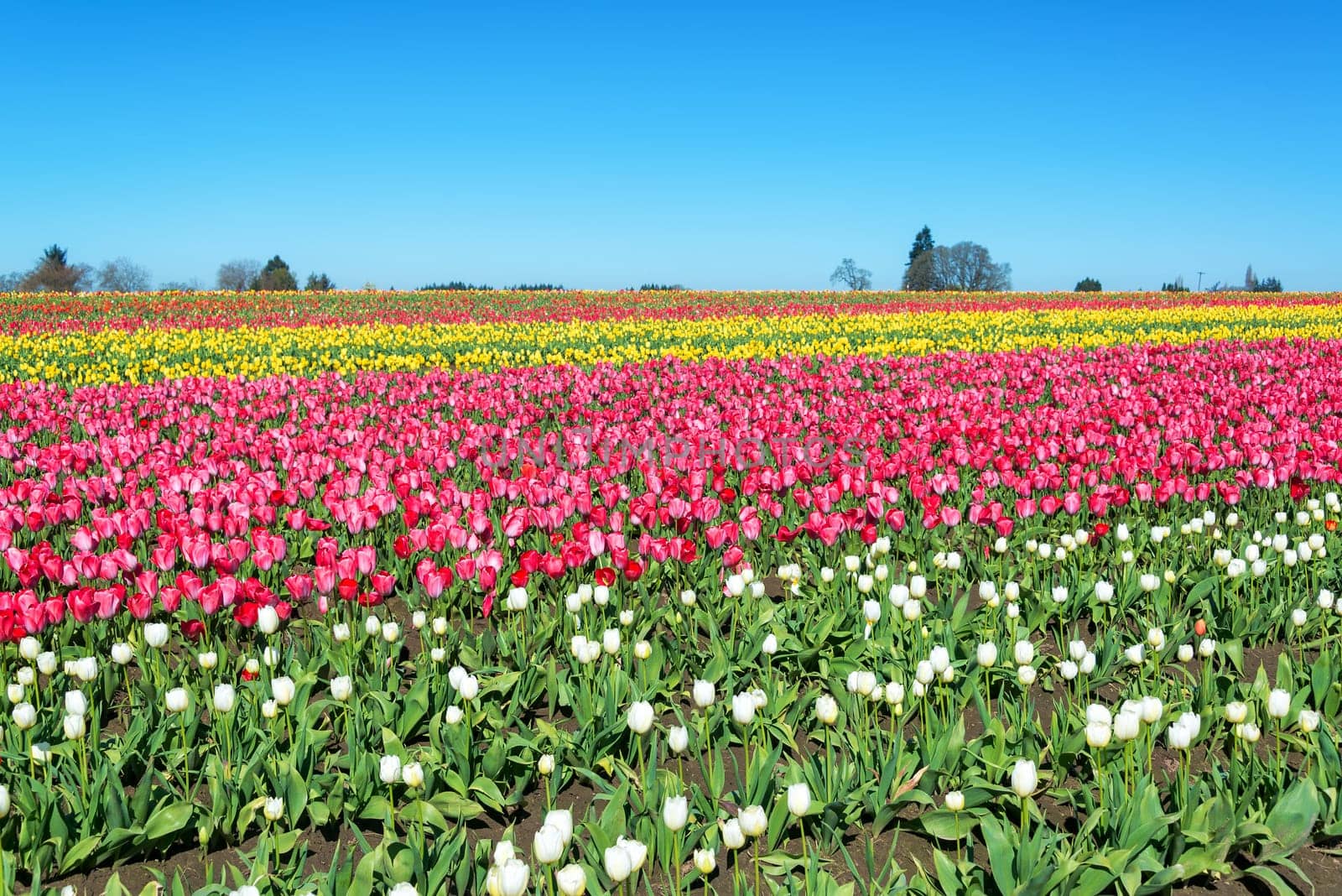 Colorful tulip landscape in Woodburn, Oregon