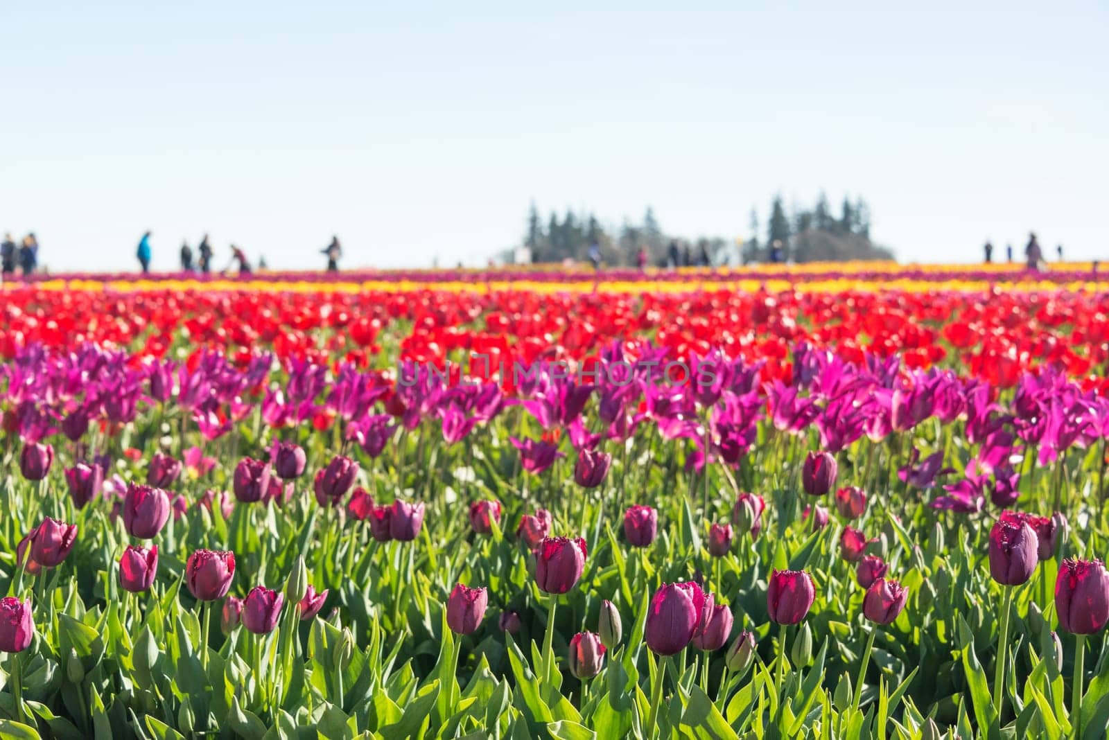 Vibrant colorful field of tulips in Woodburn, Oregon