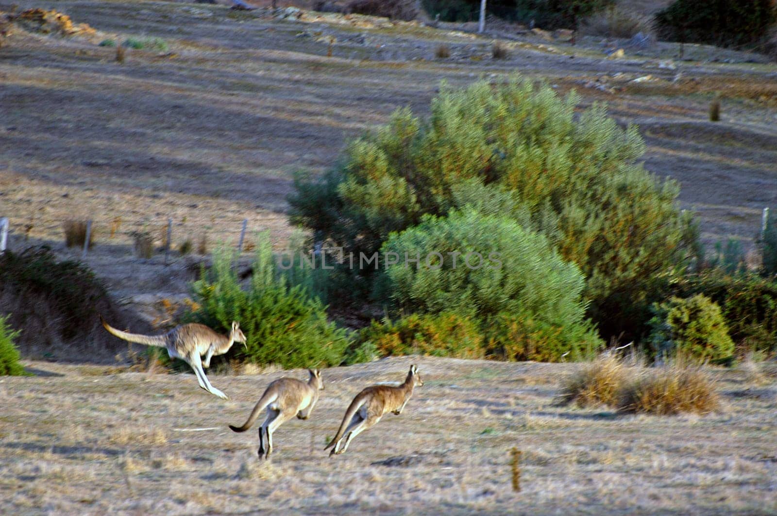 kangaroo in the Australian countryside