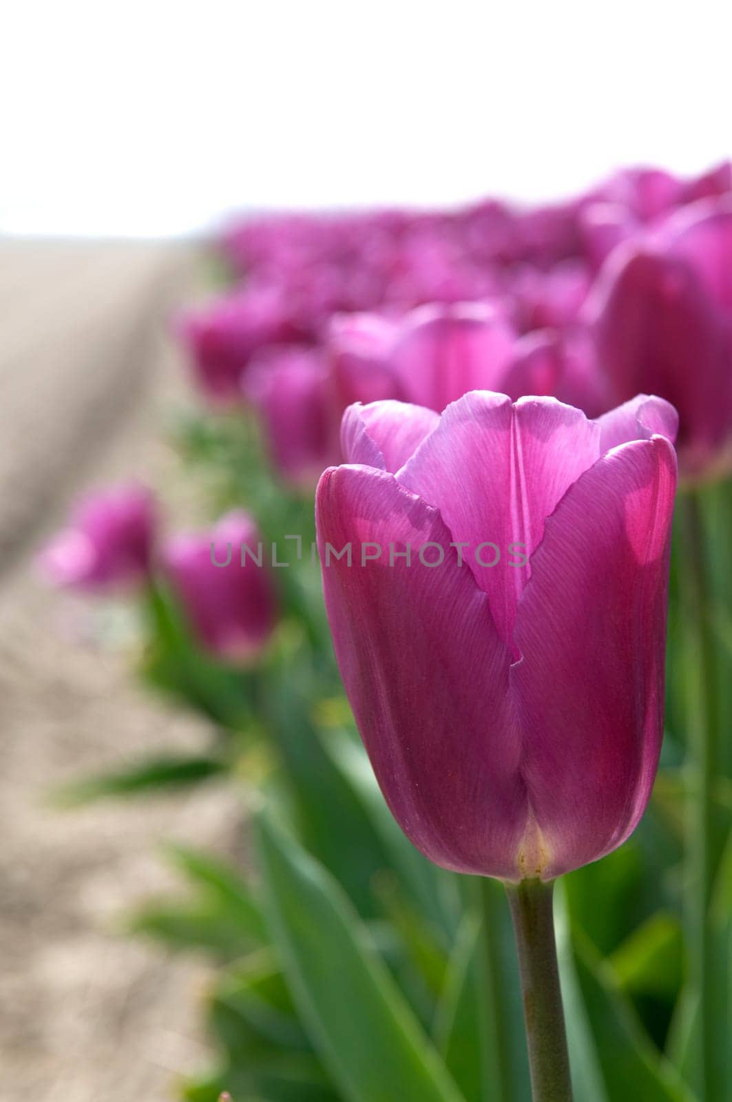 Purple tulips against a clear white sky.